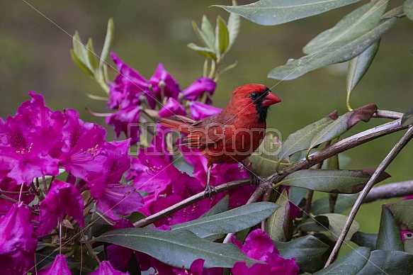 Cardinal