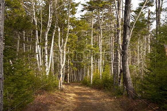 Birch Trees