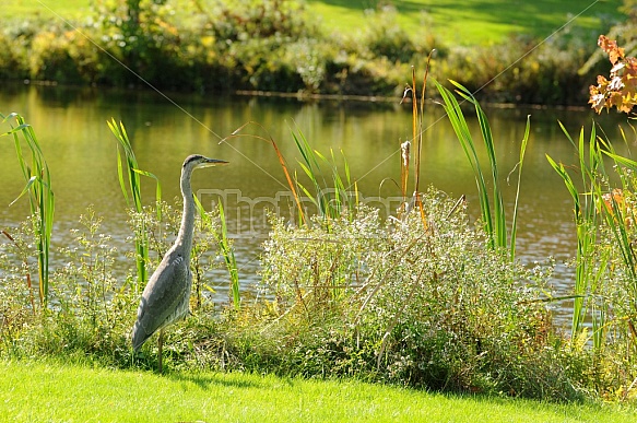 Blue Heron By Marsh