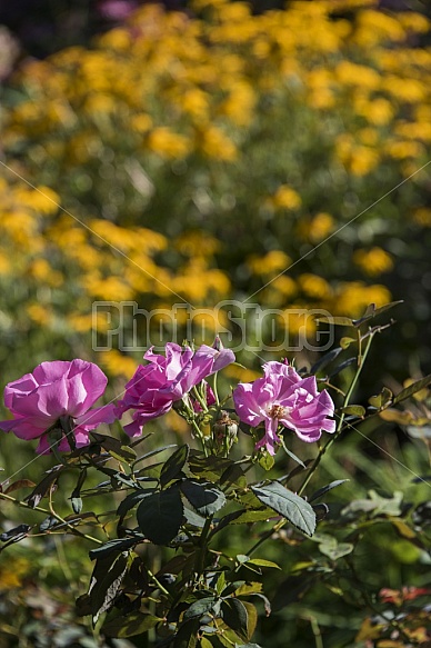 Summer flowers