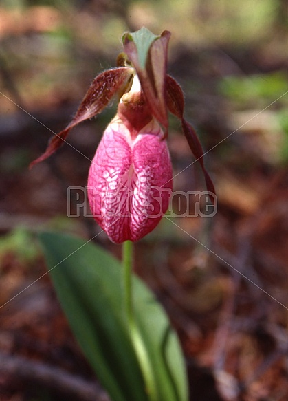 Pink Lady Slipper