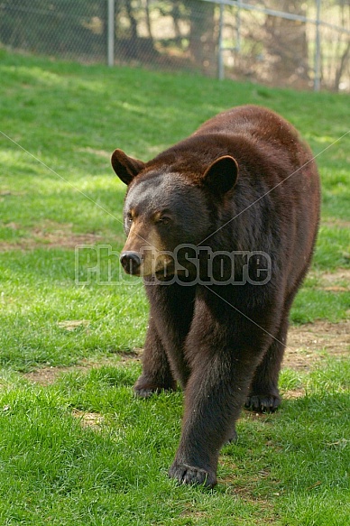 Black Bear