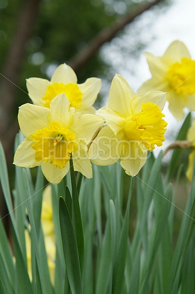 Yellow Daffodils