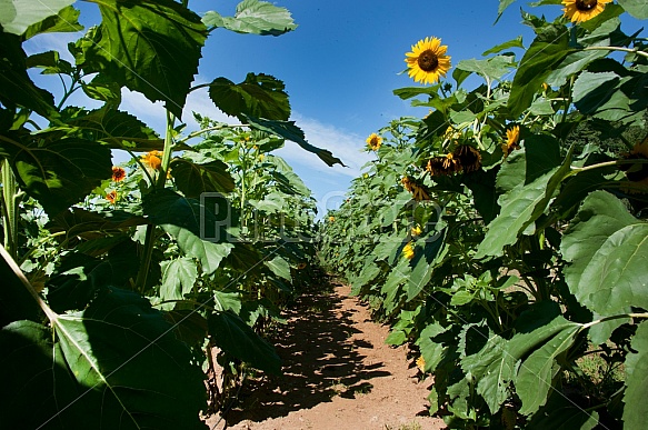 sunflowers