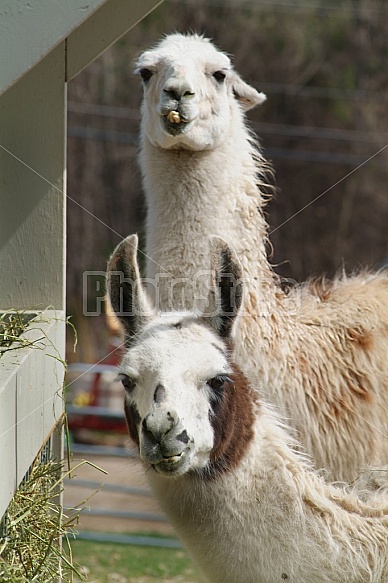 Two Llamas