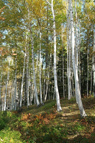 Birch Trees