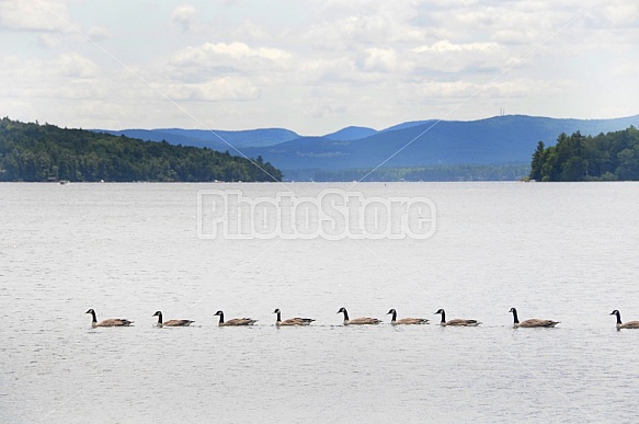 Canada Geese