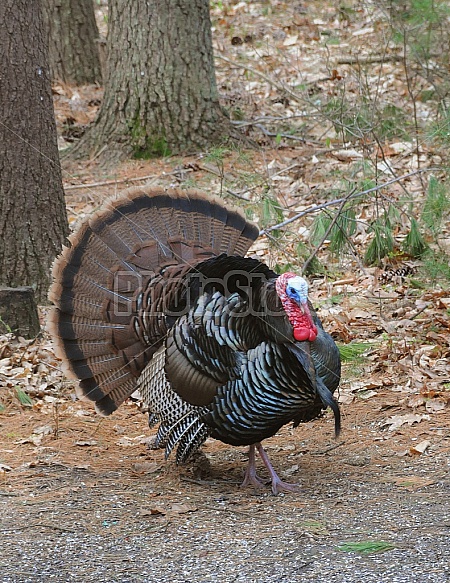 Wild Turkey In The Woods