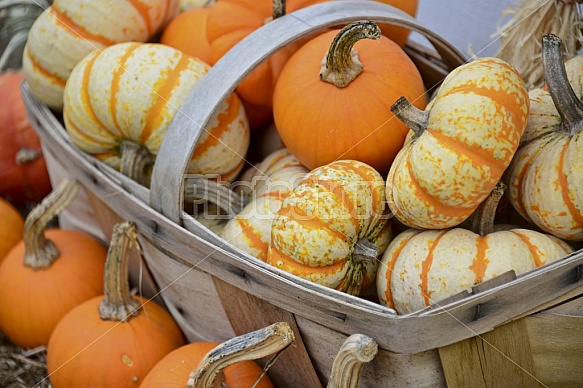 Pumpkins And Gourds