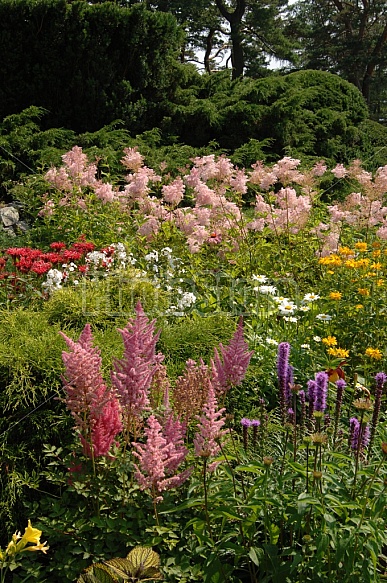 Summer Garden Flowers