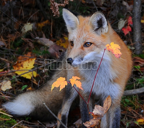 Red Fox