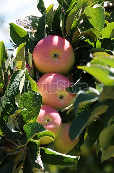 Apple harvest