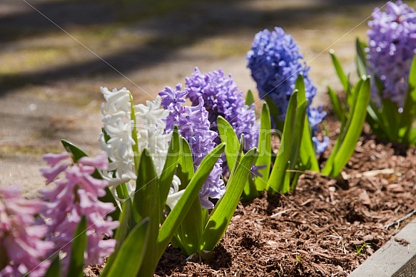 Spring flowers