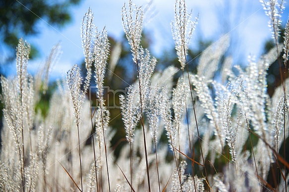 Ornamental Grass