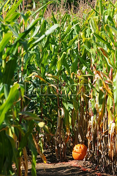 Autumn Cornfield