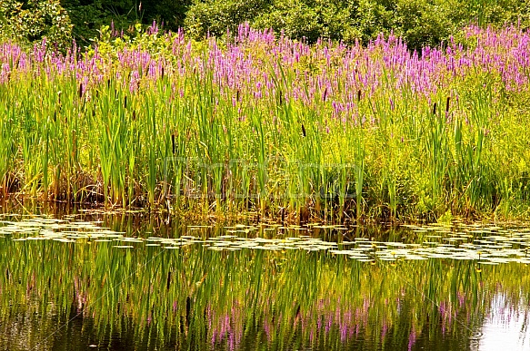 Pond flowers