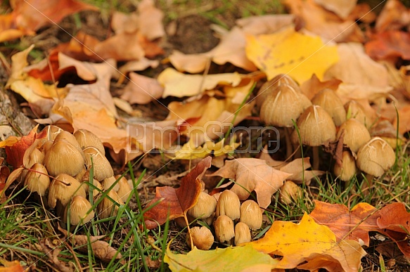 Mushrooms With Autumn Leaves