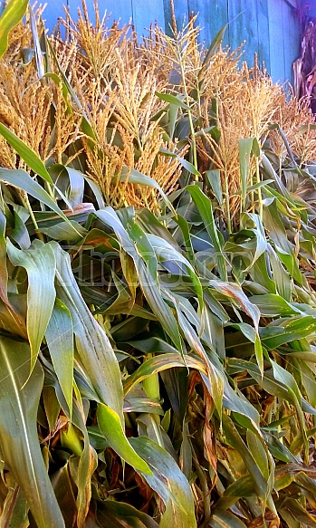 Fall cornstalks