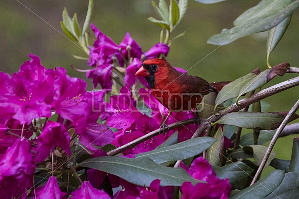 Cardinal