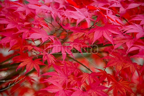 Red Leaves