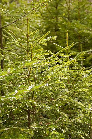 Pine Trees In The Forest