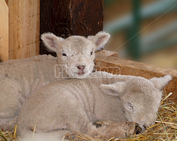 Two Lambs On A Farm