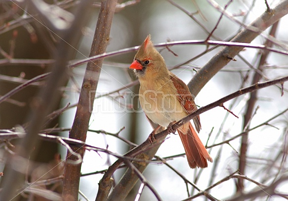 Female Cardinal In Winter