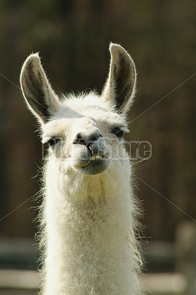 White Llama