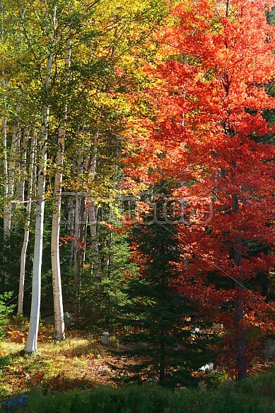 Fall Foliage