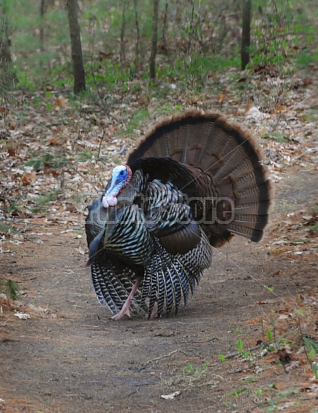 Wild Turkey In The Woods