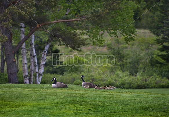 Geese and chicks