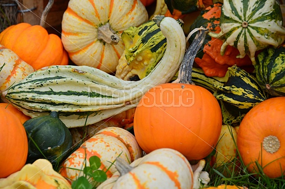 Pumpkins And Gourds