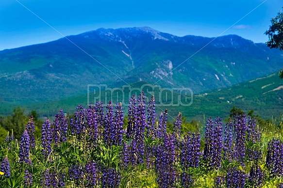 Purple Lupines