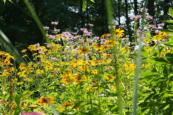 Summer Garden Flowers