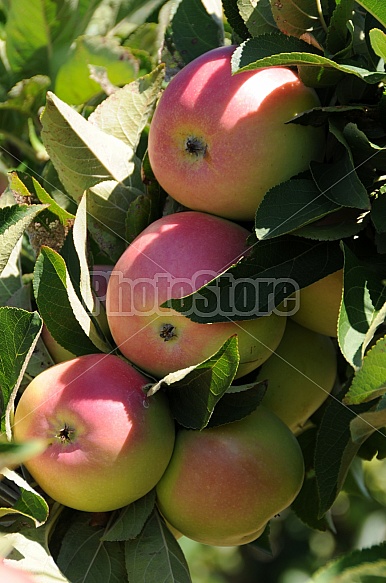 Apple harvest