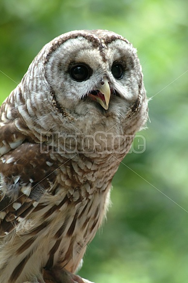 Barred Owl