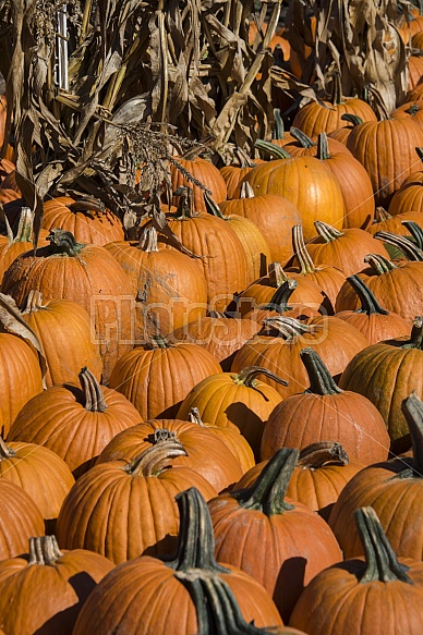 Fall harvest