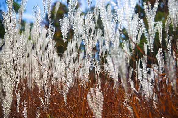 Ornamental Grass