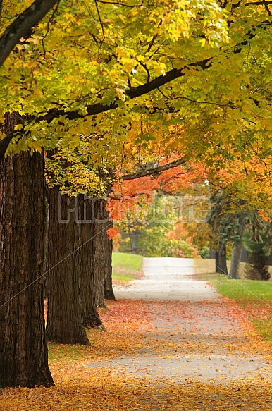 Fall country road