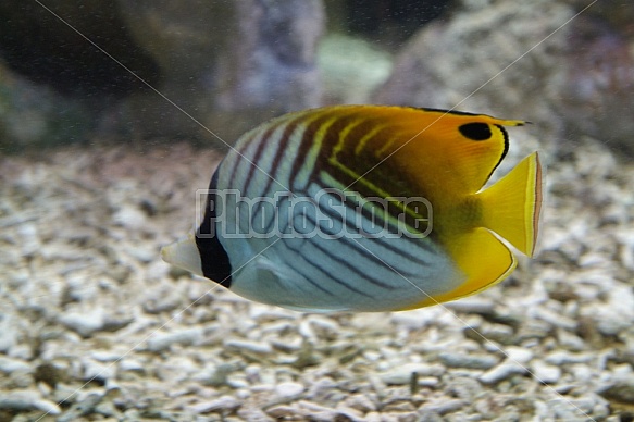 Tropical Fish Tank