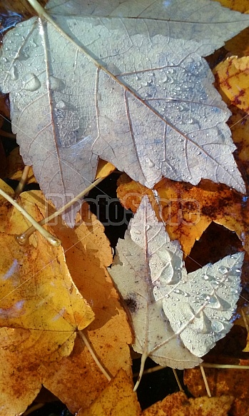 morning leaves