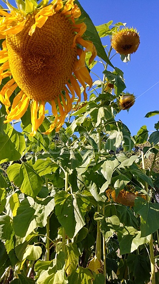 Sunflower patch