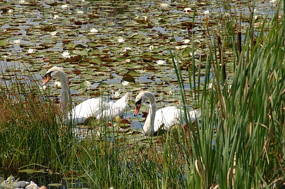 White Swans On Lily Pond