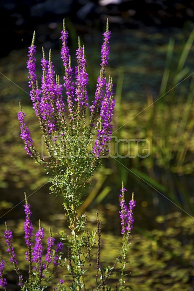 Summer flowers