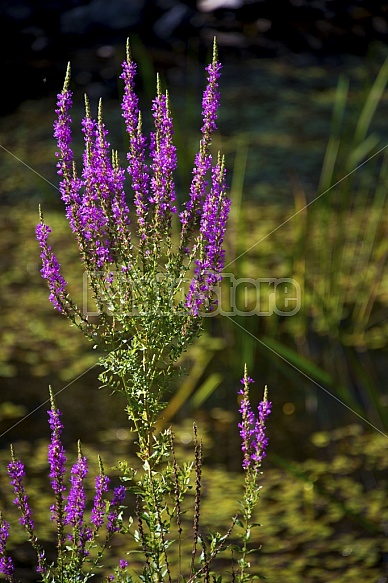 Summer flowers