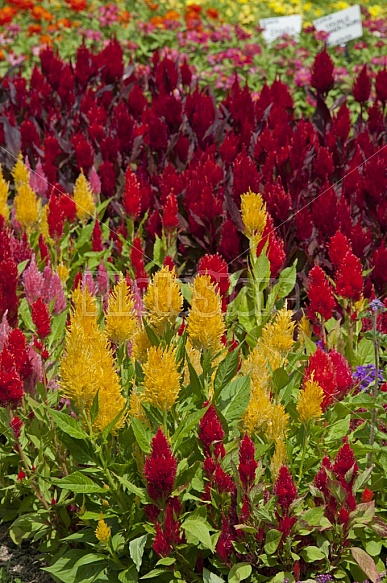 Red and Yellow Garden Flowers