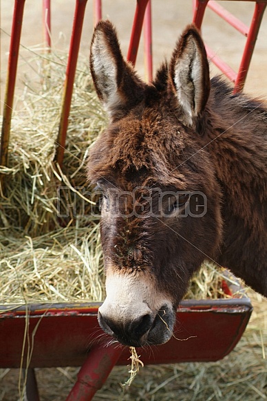 Donkey On A Farm