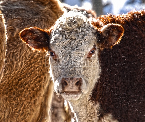 Cow On Farm