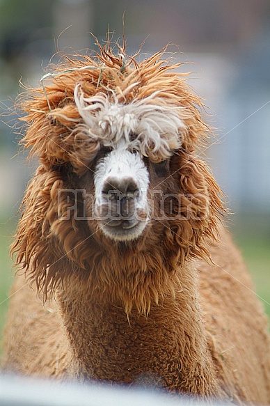 Alpaca