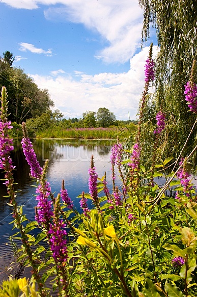 summer pond